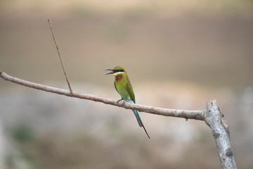 Birds are living in nature.