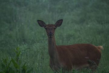 doe on a meadow in the mist