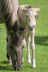 Obraz na płótnie Canvas Tarpan horse mare and his foal