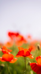 Blurred poppy flower field background