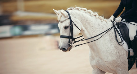 Portrait sports stallion in ammunition. Dressage horse.