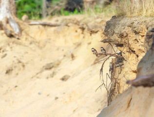 river swifts near nests