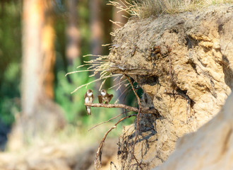 river swifts near nests