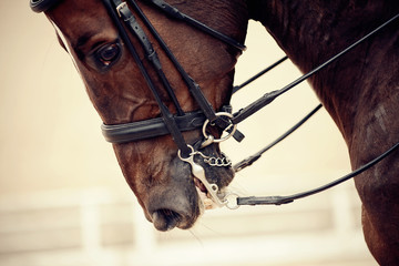 The muzzle is sports stallion in ammunition. Dressage horse.
