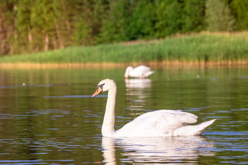 Wild geese on the water