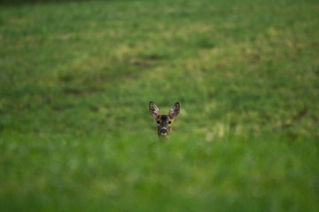 roe deer in the grass