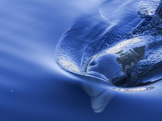 Delfín © Alexander