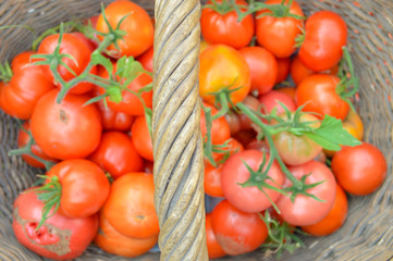 natural, organic, farm tomatoes.seasonal, healthy vegetables