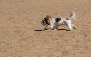 Little cute fluffy dog frolicking on the sandy beach, playing with people as a friend.