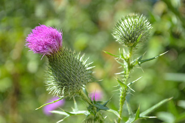 flower milk Thistle close-up. medicinal plant milk Thistle.