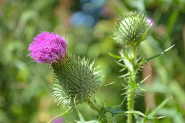 flower milk Thistle close-up. medicinal plant milk Thistle.