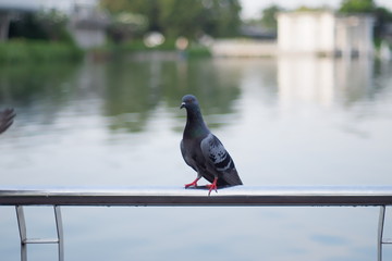 pigeons on the roof