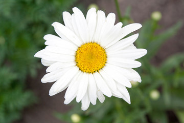 Chamomile flower in the garden