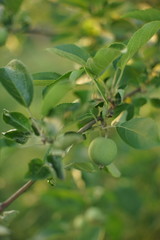 Apple tree branch with young green fruit