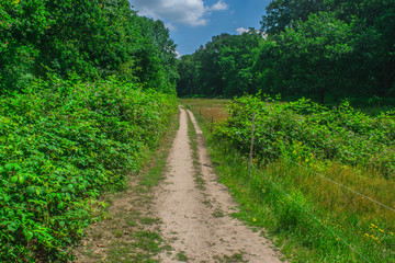 Fototapeta na wymiar Path in Dutch forest