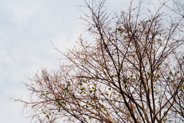 tree and blue sky