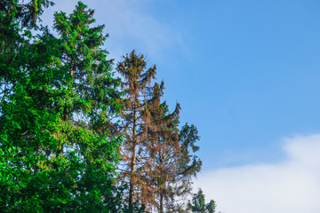 Dutch forest trees for the sky