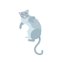 Single gray cats lying on white backgound. pretty fun play feline sitting mammal domestic kitty. flat cartoon vector illustration.