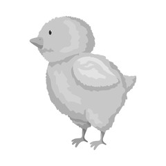 Isolated object of chick and easter logo. Collection of chick and cute stock vector illustration.