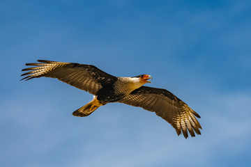 Northern Crested Caracara, Caracara cheriway, bird of prey flying in blue sky