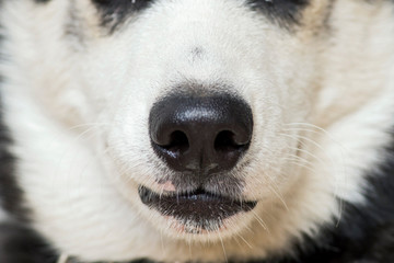 Obraz na płótnie Canvas Closing up white dog's nose and mouth. Close up shot of dog nose