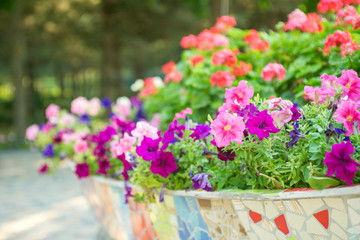 Ceramic flowerpot with brightly flowering flowers. Beautiful flowers