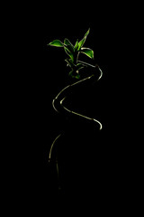 Green Lucky bamboo on black background; with space for text. Spa concept.