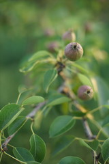 Pear tree branch with young green fruit