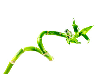 Single stem of Lucky Bamboo with green leaves, twisted into a spiral shape, isolated on white background.  Dracaena Sanderiana