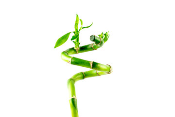 Fresh Bamboo on white background.  Ecology concept.
