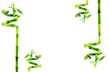 Bamboo background with copy space. Ecology concept.