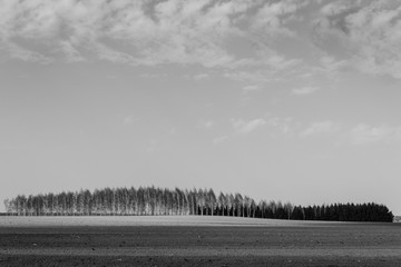 Monochrome landscape with birch and coniferous trees in the row under rhe cloudy sky.