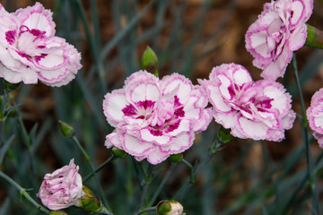 beautiful carnation pink flowers