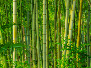 bamboo forest - obrazy, fototapety, plakaty