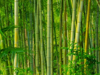 Foto op Canvas Bamboo Bos © ohira02