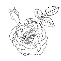 Floral coloring template with black line flower