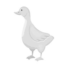 Vector design of goose and pet sign. Collection of goose and Canada stock symbol for web.