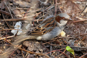 A male house sparrow (Passer domesticus) on the ground in a sunny day