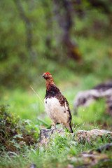 A Willow Grouse standing in rain