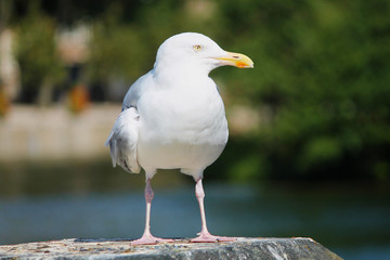 seagull on a post