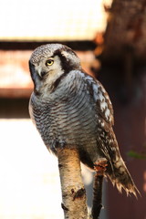 Sowa jarzębata © kruffka