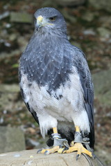 Aguja wielka © kruffka