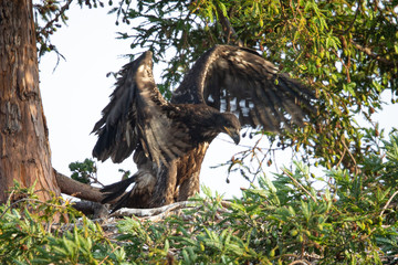 3-months old bald eagle eaglet trying to learn to fly, seen in the wild in  North California