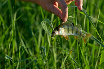 Freshwater perch in the hand of a fisherman.. Spinning sport fishing.  Catch & release.
