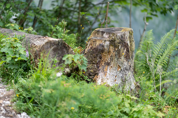 Fototapeta premium stump in the forest