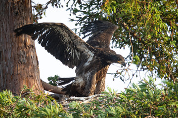 3-months old bald eagle eaglet trying to learn to fly, seen in the wild in  North California