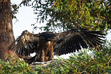 3-months old bald eagle eaglet trying to learn to fly, seen in the wild in  North California