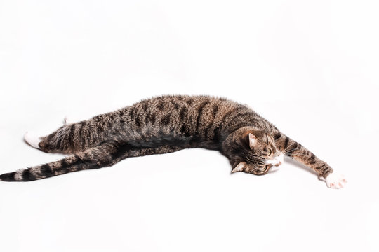 Striped gray-brown cat lies, stretches, relaxes