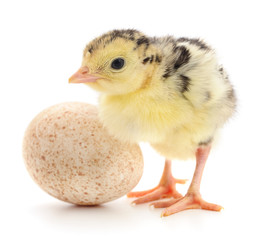 Turkey and egg.
