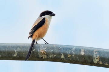 The long-tailed shrike or rufous-backed shrike (Lanius schach) is a member of the bird family Laniidae, the shrikes. They are found widely distributed across Asia